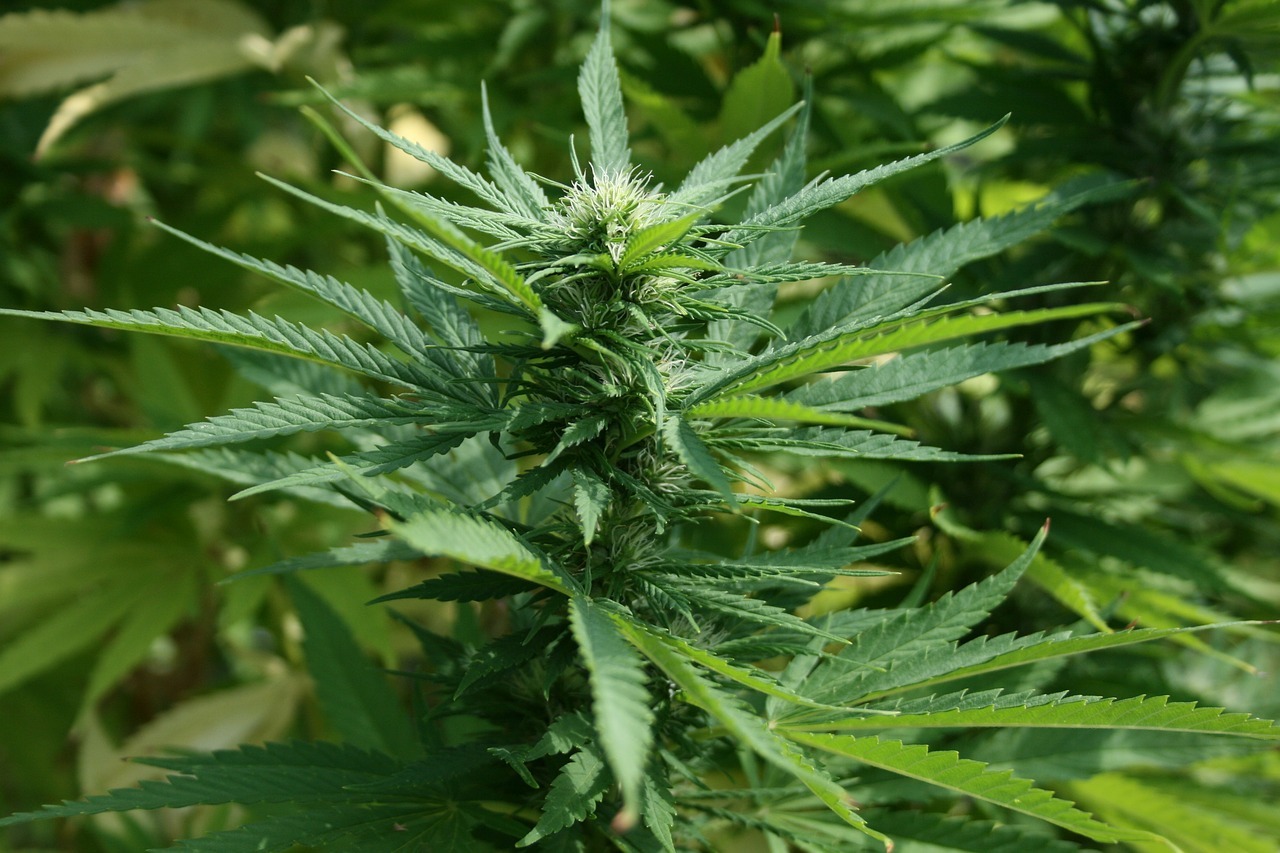 Compare Quality Cannabis Using Online Wiet Kopen Before You Choose