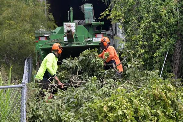 Tree Removal Service Mobile for Trees of Every Size