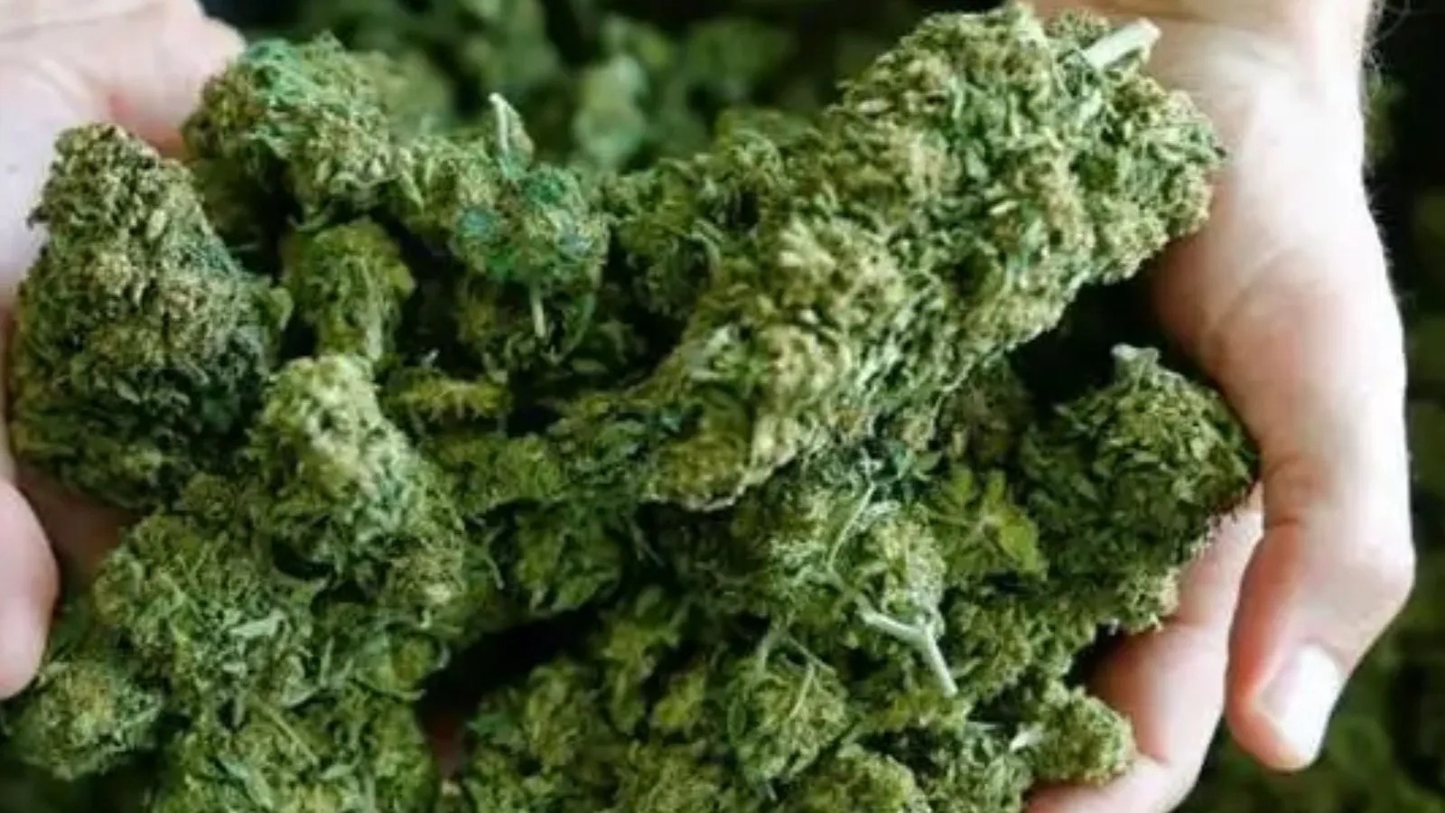 Shop Smarter with premium thca flower Recommended by Experts