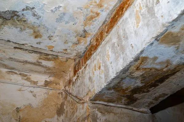 Professional Crawlspace Mold Removal Methods for Lasting Protection
